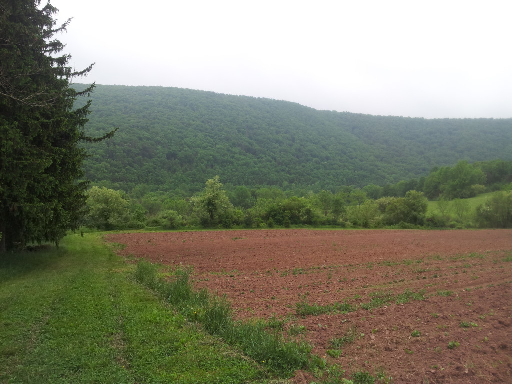 View of Kittatinny from Spang Property