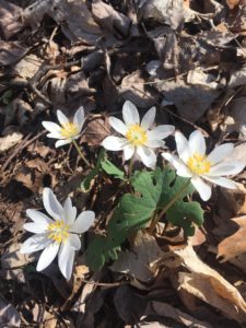 Mayapple