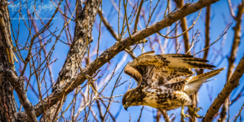 Hawk Watching on the Kittatinny Ridge