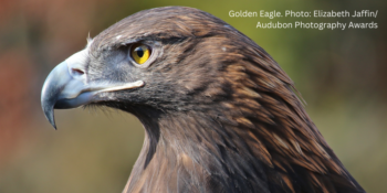 Golden Eagle