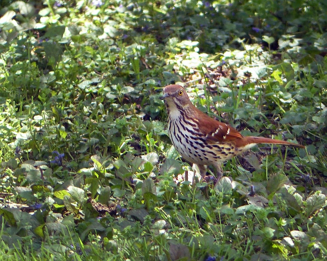 Brown Thrasher - Nancy Cladel