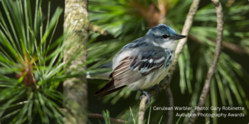 Partnership Based Conservation at Cove Mountain on the Kittatinny Ridge