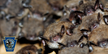 Bonkers for Bats on the Kittatinny Ridge