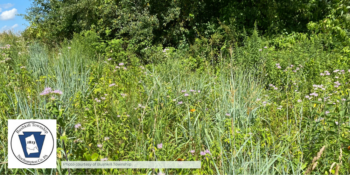 Native Meadows at Bushkill Township Owned Preserves